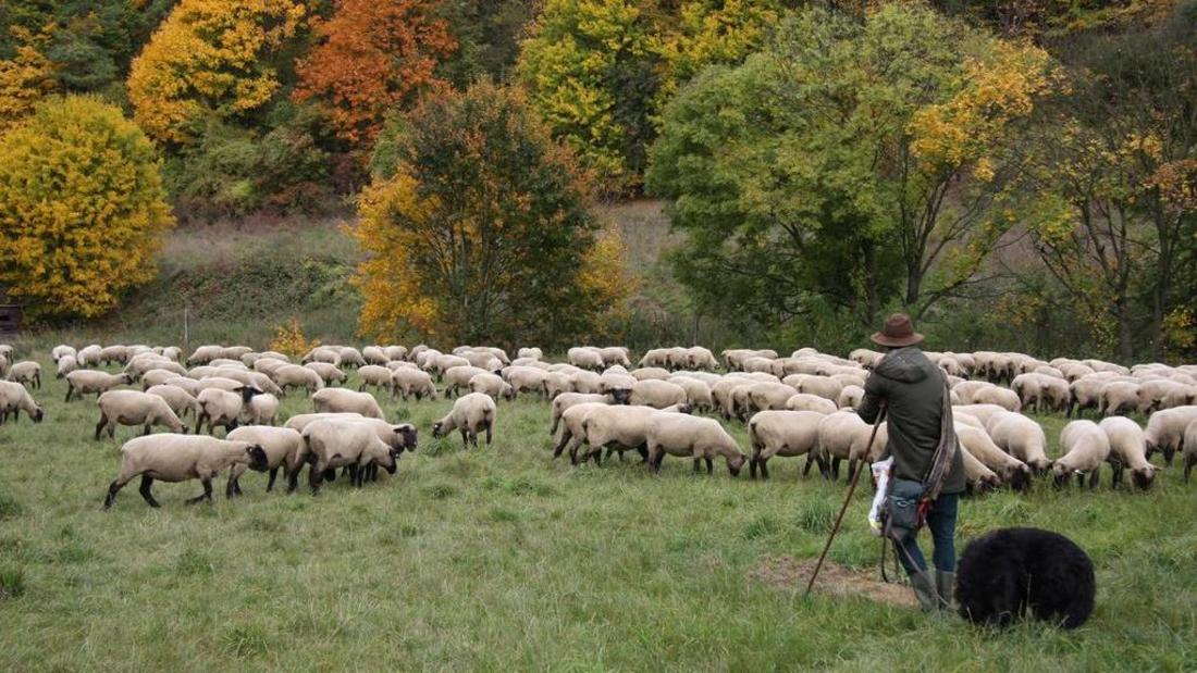 Schäfer mit seiner Herde nahe Dorndorf-Steudnitz