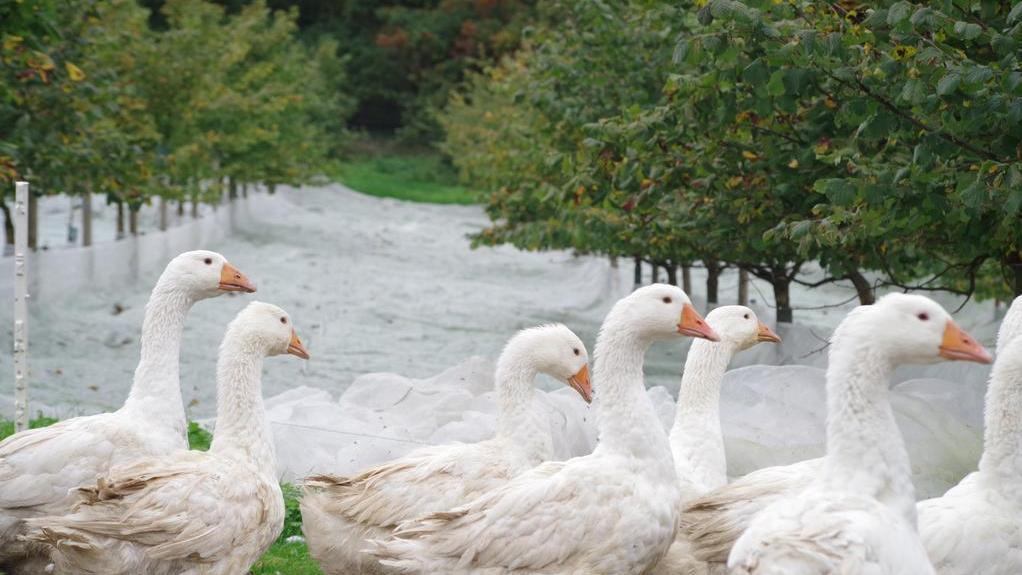 Mehrere weiße Gänse stehen auf einem Weg, umgeben von Bäumen und Grünflächen.