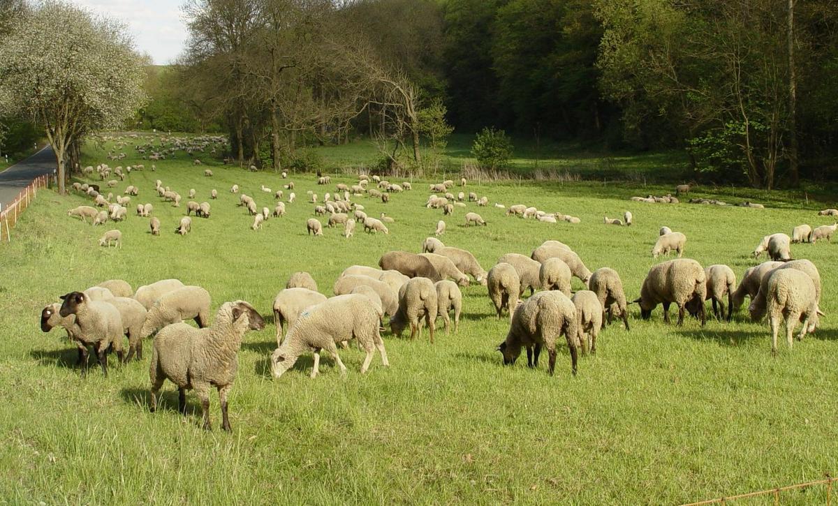 Schafe in Netzhaltung; Foto: Maik Schwabe