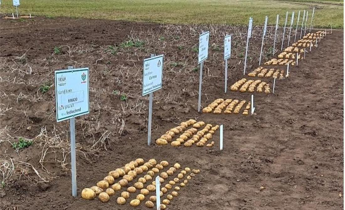 Schaufeld mit geernteten und ausgelegten Kartoffeln