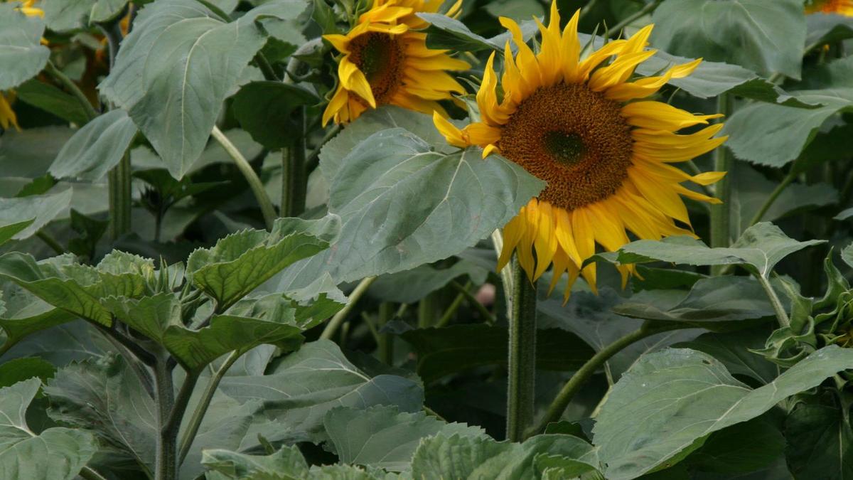 Sonnenblumen