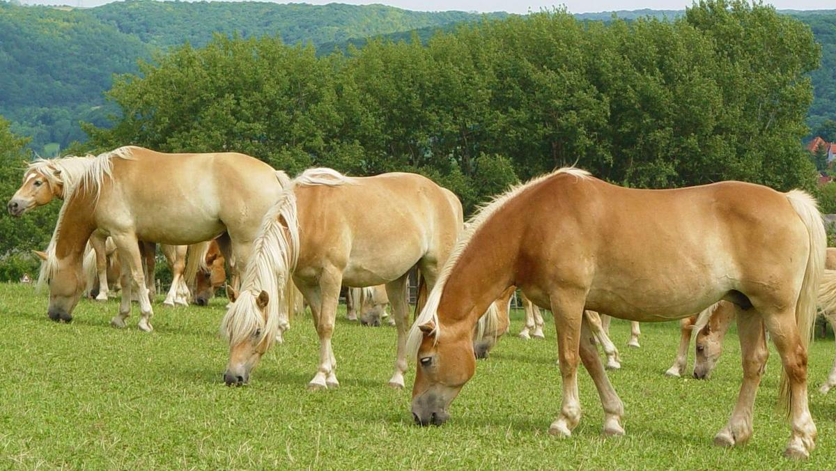 Haflinger-Pferde auf der Weide, Foto: Maik Schwabe