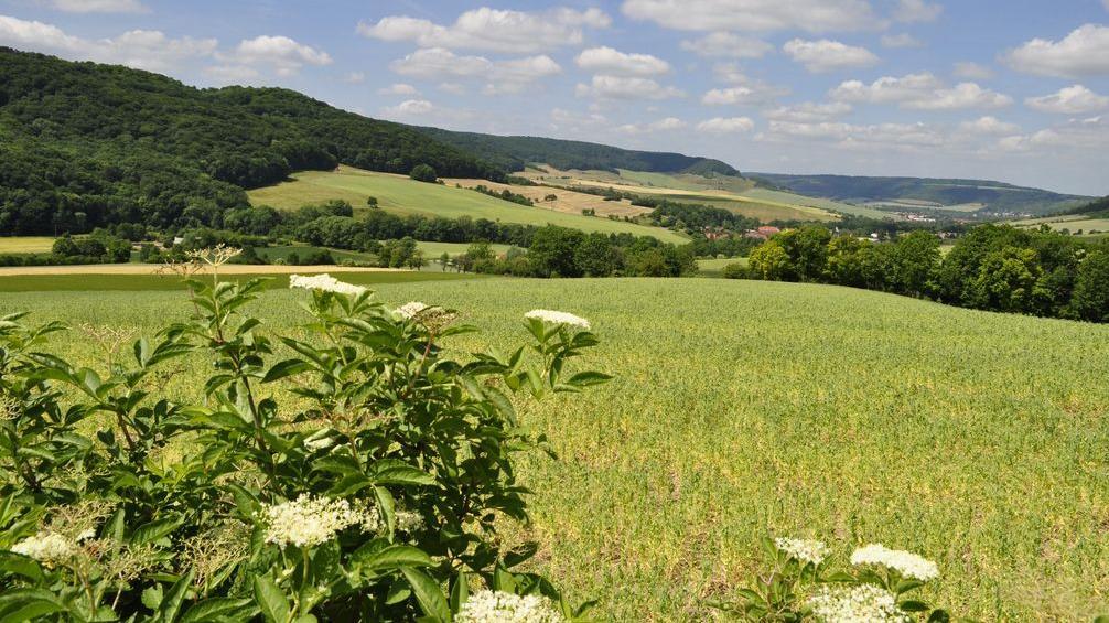 Landschaft mit Feldern, Wiesen, Wald und Feldgehölzen