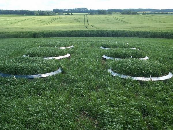 Bodenlysimeter mit runder Edelstahleinfassung im Feldbestand