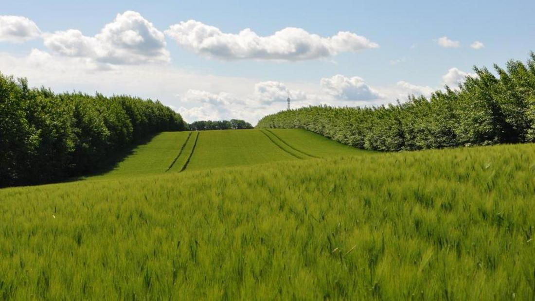 Agroforstsystem im Frühjahr
