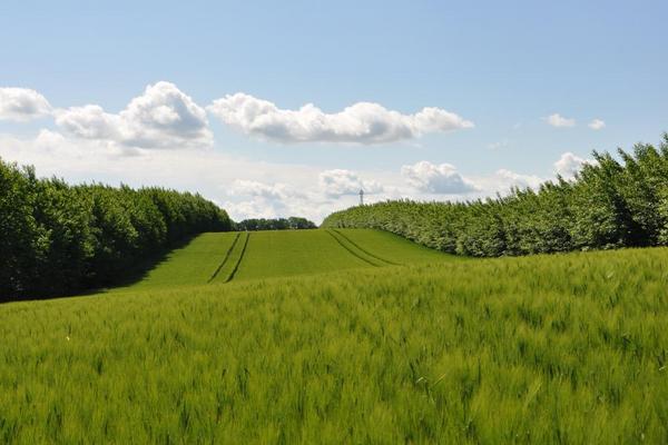 Agroforstsystem im Frühjahr