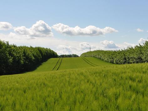 Agroforstsystem im Frühjahr