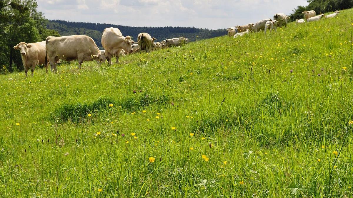 Mutterkuhweide, Foto: Maik Schwabe