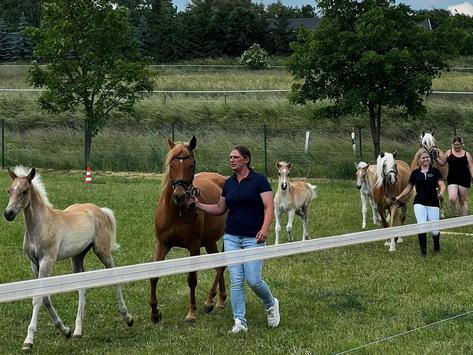 Dornburger Haflinger