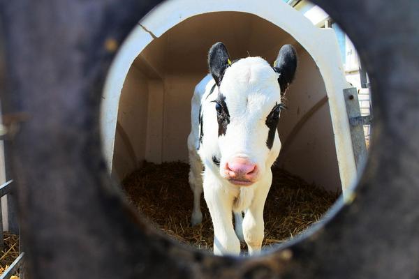 Kalb im Kälberiglu