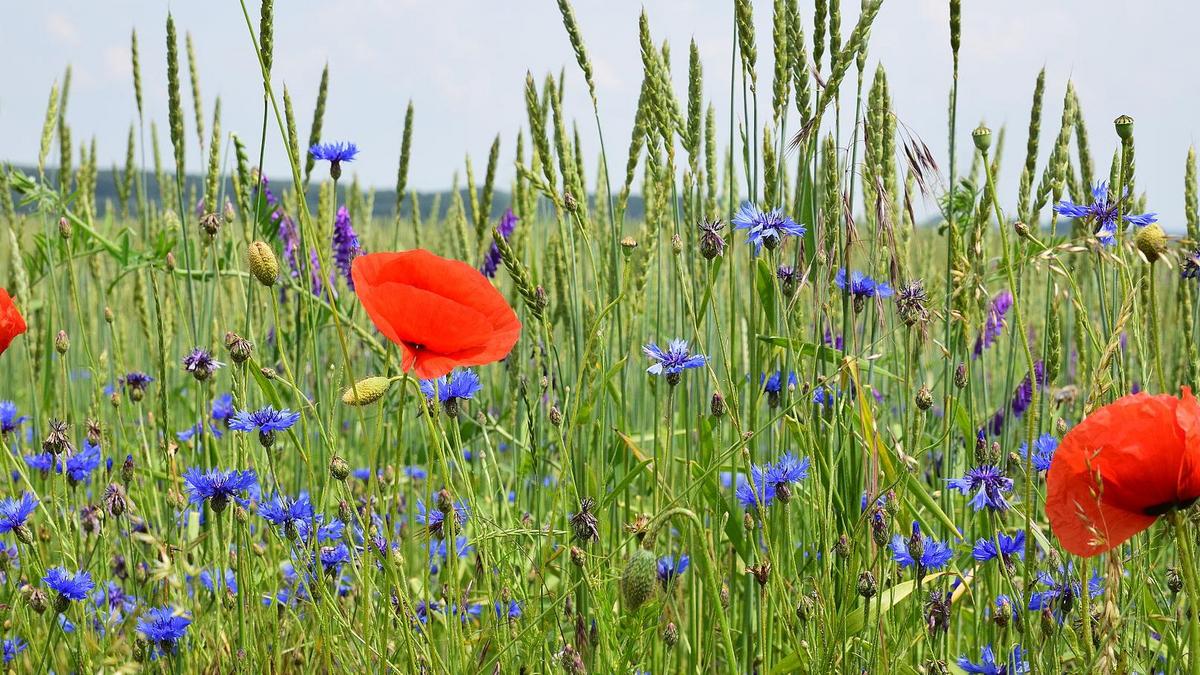 Dinkelfeld mit blühenden Kornblumen und Klatschmohn