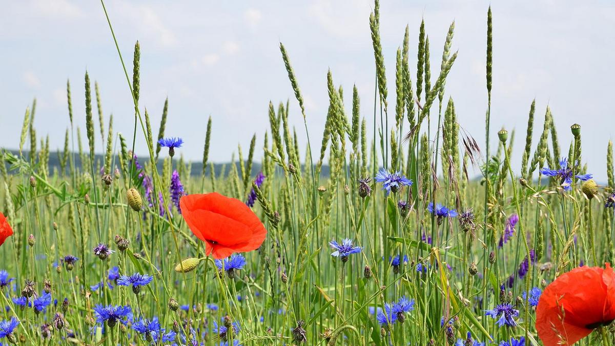 Dinkelfeld, Foto: Maik Schwabe