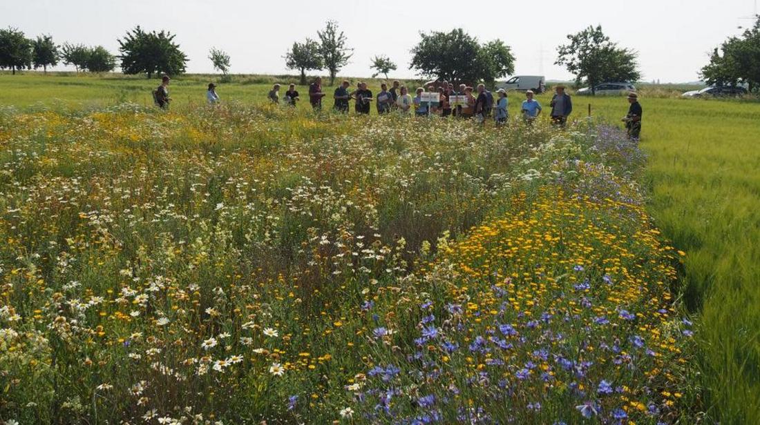 Blühstreifen auf Ackerland, dahinter Besucher eines Feldtages