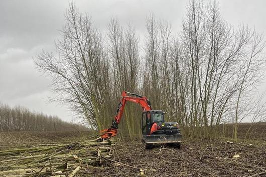 Ernte einer Agroforstanlage (Foto: M. Bärwolff)