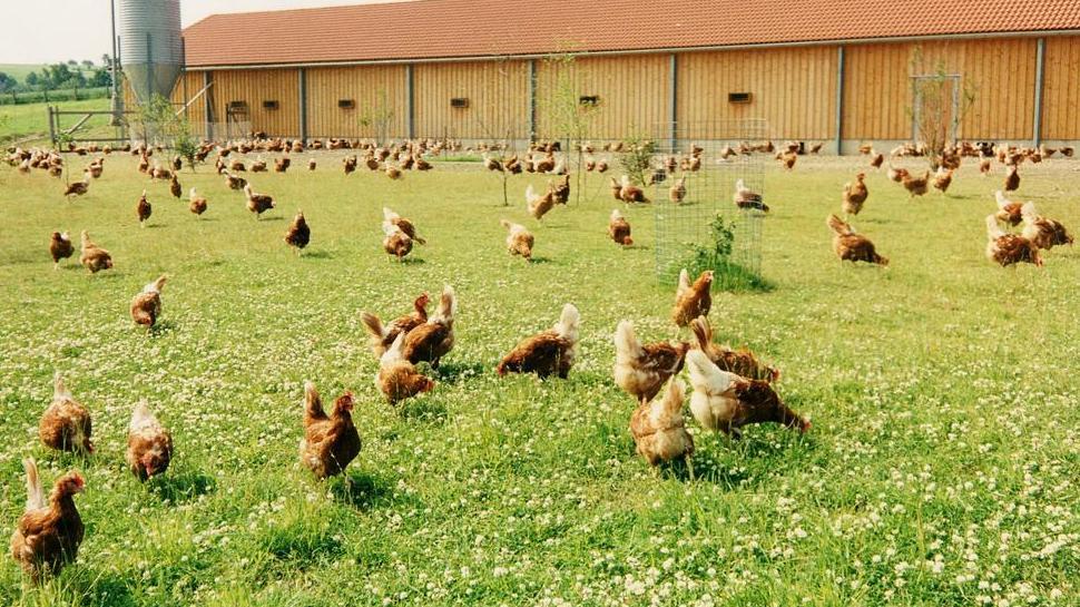 braune Hühner freilaufend auf einer Wiese