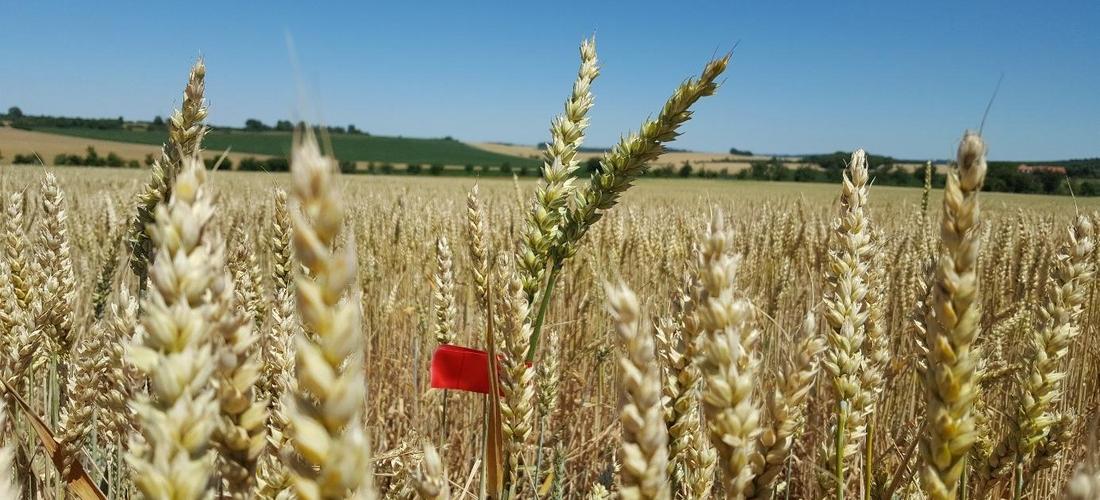 Feldbestand Winterweizen inklusive Markierung einer Pflanze abweichenden Typs