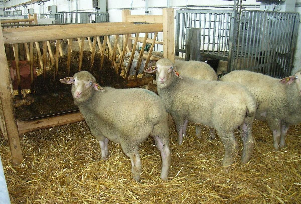 Schafe an der Futterraufe; Foto: Heike Lenz