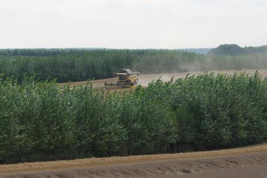 Ernte von Winterweizen im Agroforstsystem (Foto: M. Bärwolff)