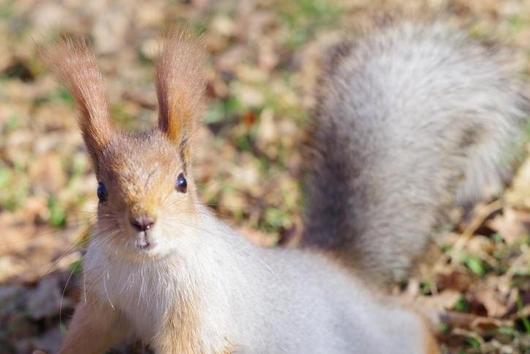 Eichhörnchen mit buschigem Schwanz hält Vorderpfote auf rundem Stein auf Boden mit Laub.