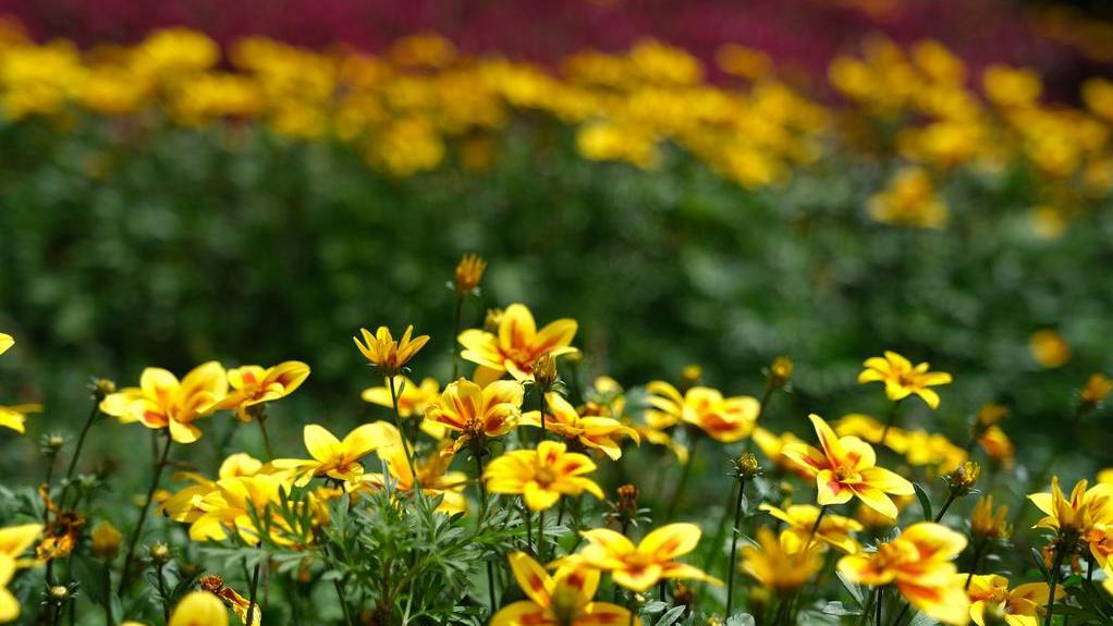 rot-gelbe Blüten der Zierpflanze Bidens