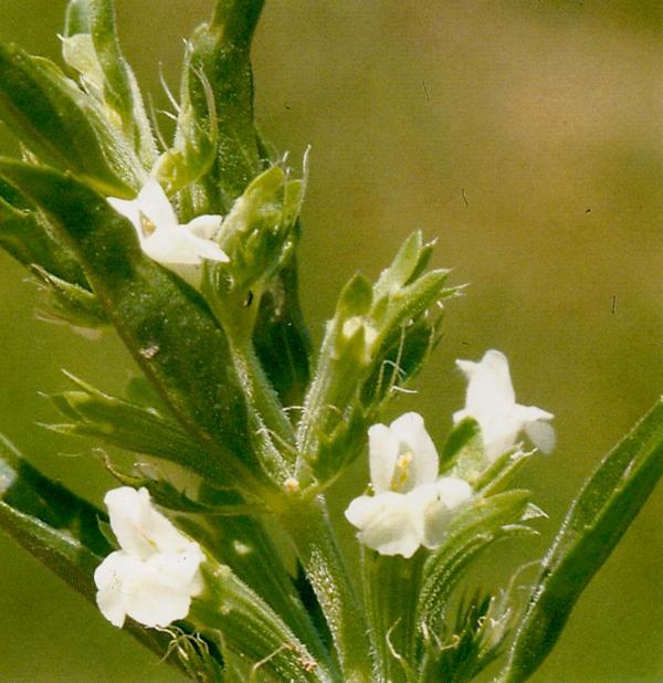 Drachenkopf Blüte
