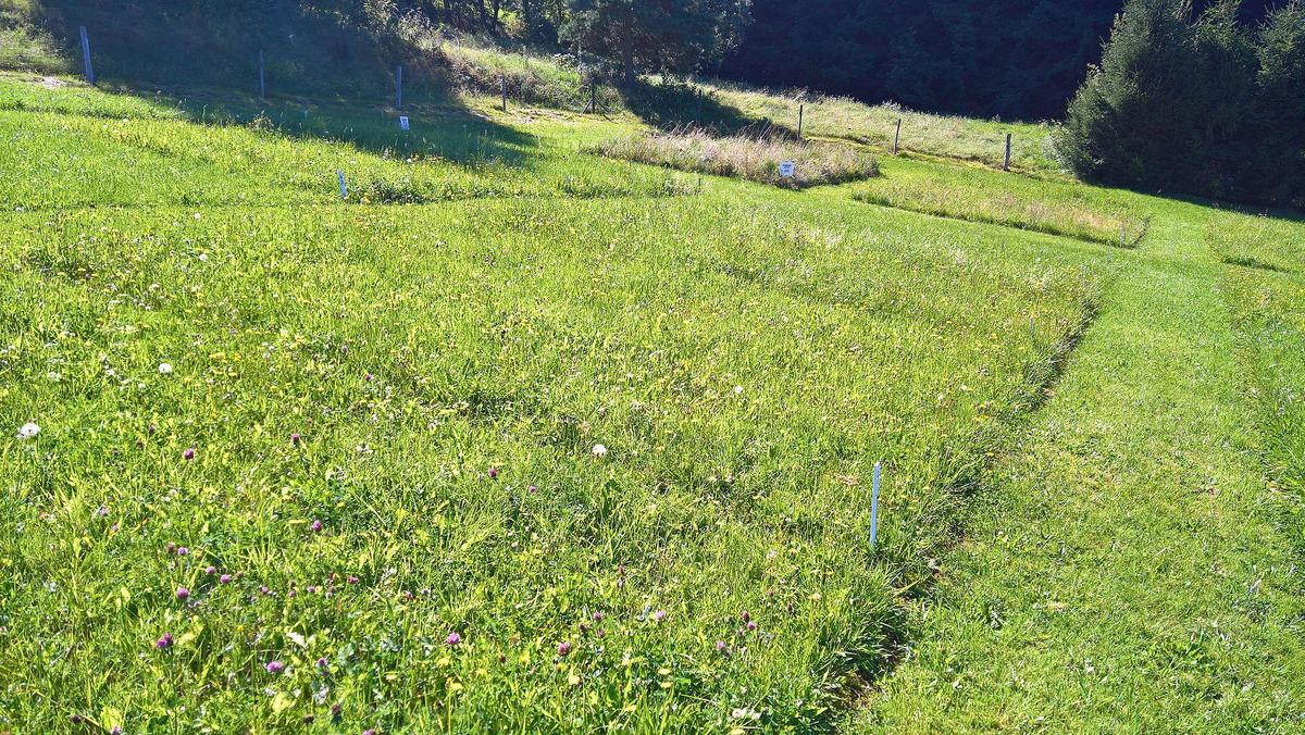 pflanzenbauliche Versuche auf Dauergrünland in Oberweißbach