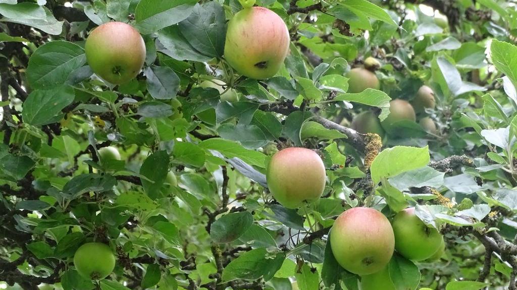 Äpfel am Baum