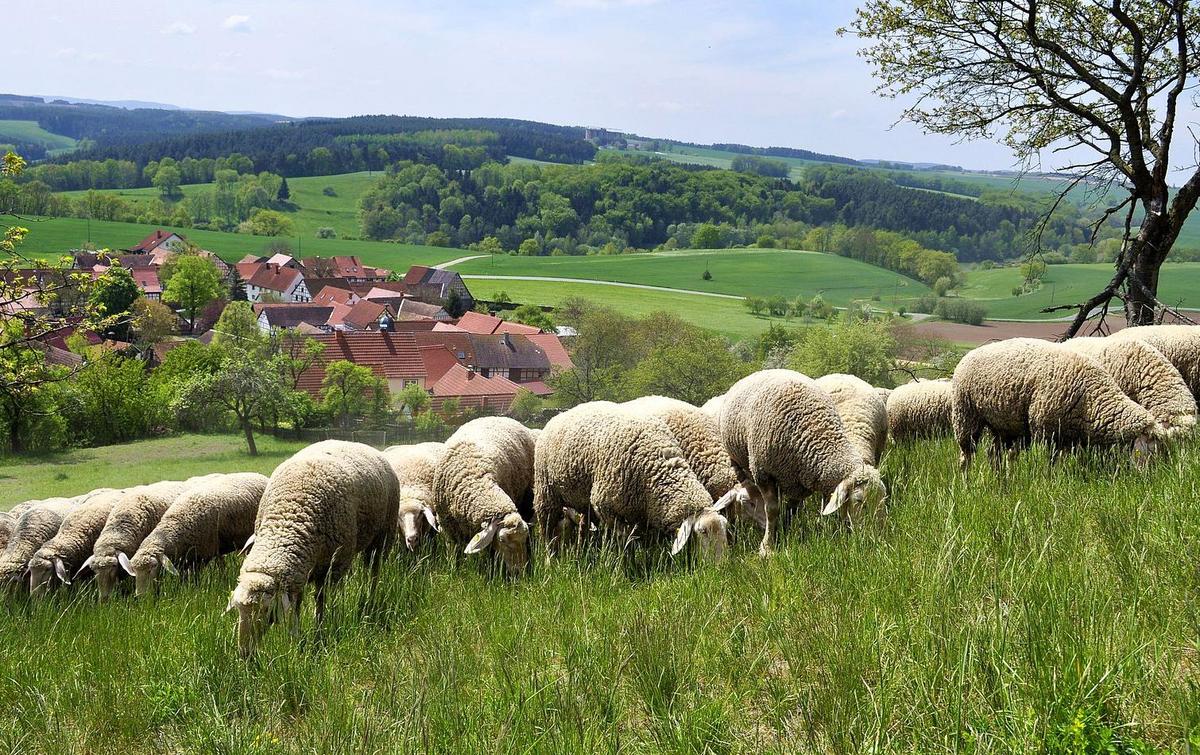 Schafhutung, Foto: Maik Schwabe