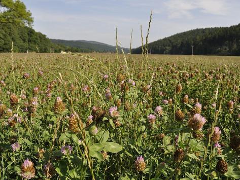 Feldbestand mit Kleegras und Rotkleeblüten