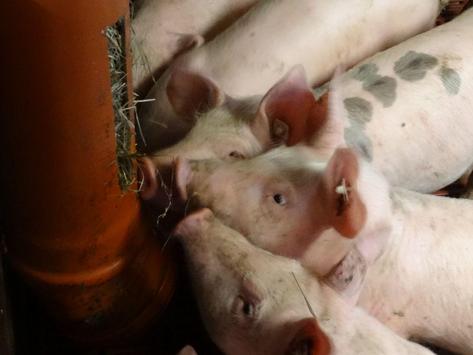 Schweine spielen mit Heu als Beschäftigungsmaterial.