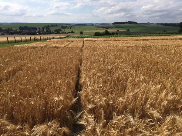 Versuchsparzellen mit Getreide kurz vor der Ernte, im Hintergrund Grünland