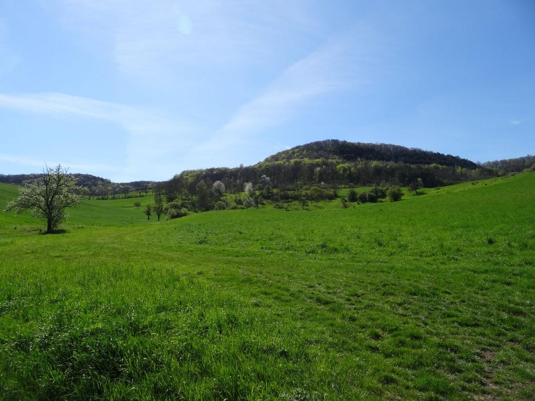 Grünland im Frühjahr