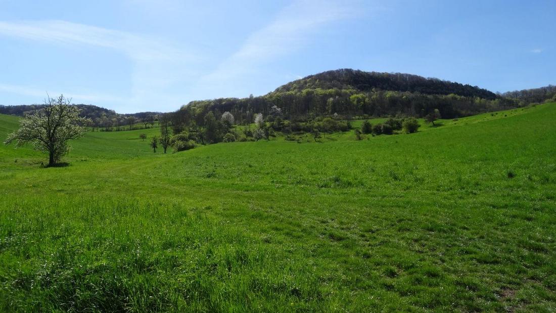 Grünland im Frühjahr