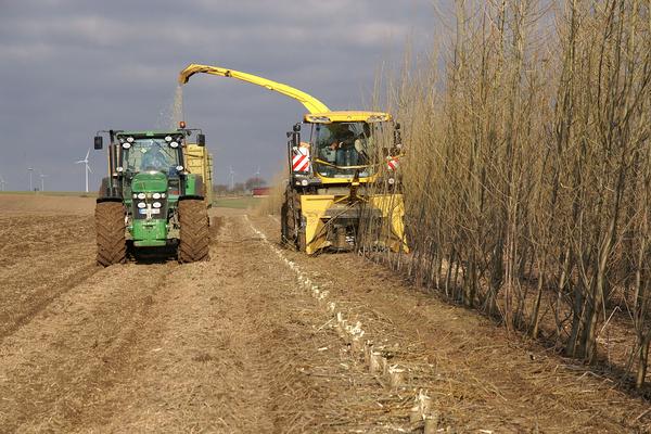 Ernte Agroforst