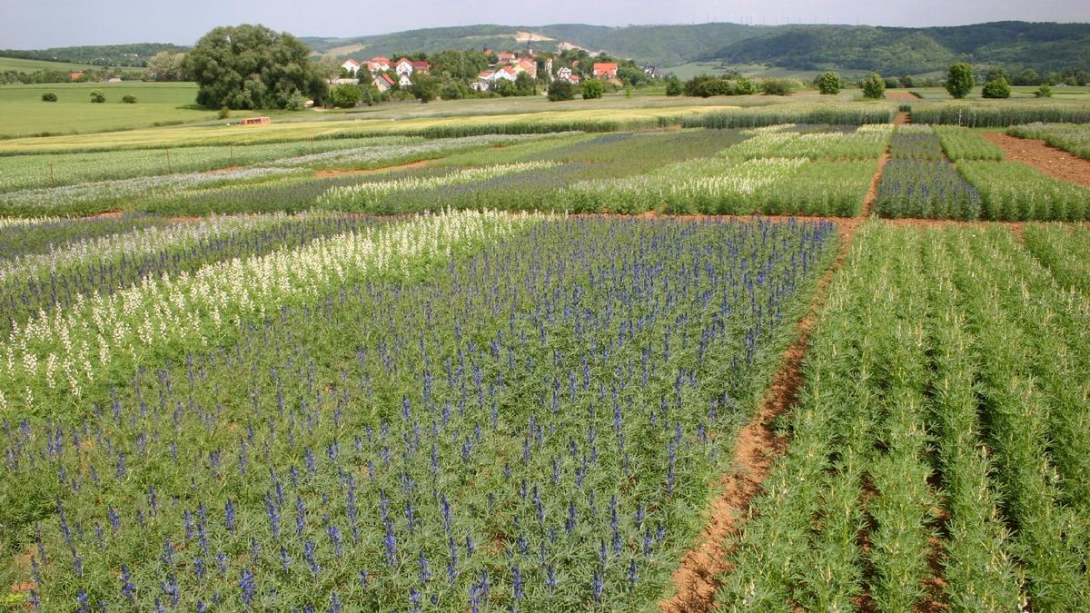 Landessortenversuch Lupine