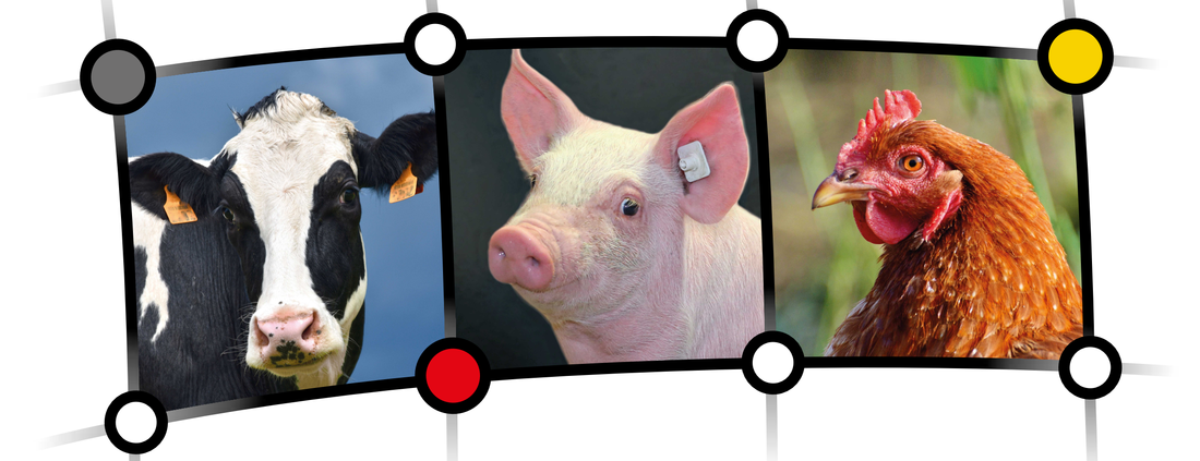 Rind, Schwein und Huhn
