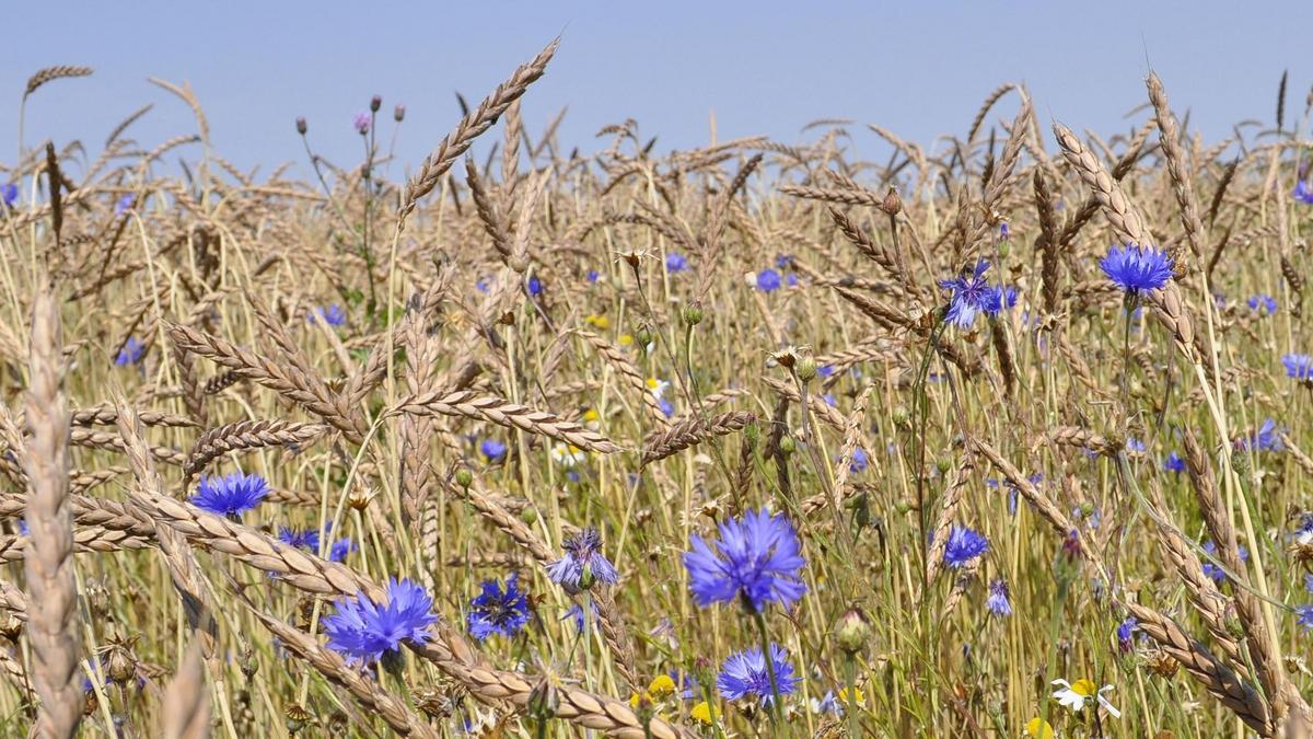 Kornblumen im Getreide
