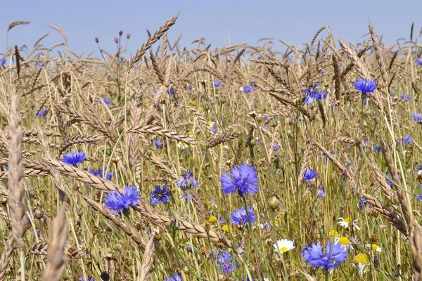Getreidefeld mit blauen Kornblumen und einzelnen weißen Kamillenblüten unter blauem Himmel.
