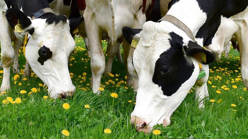 Milchkühe auf der Weide, Foto: Maik Schwabe
