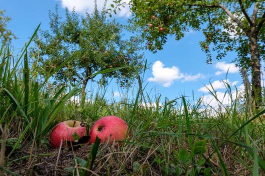 Zwei Äpfel liegen im hohen Gras unter einem Apfelbaum.