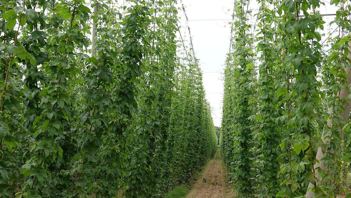 Hopfen