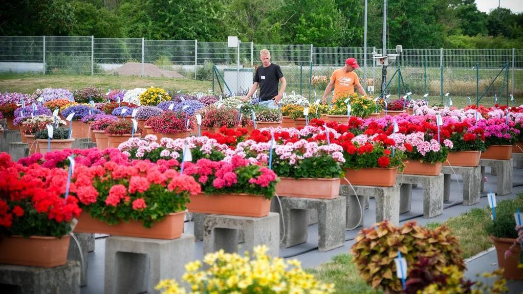 blühende Zierpflanzen im Freien