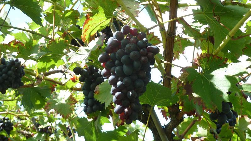 rote Weintrauben