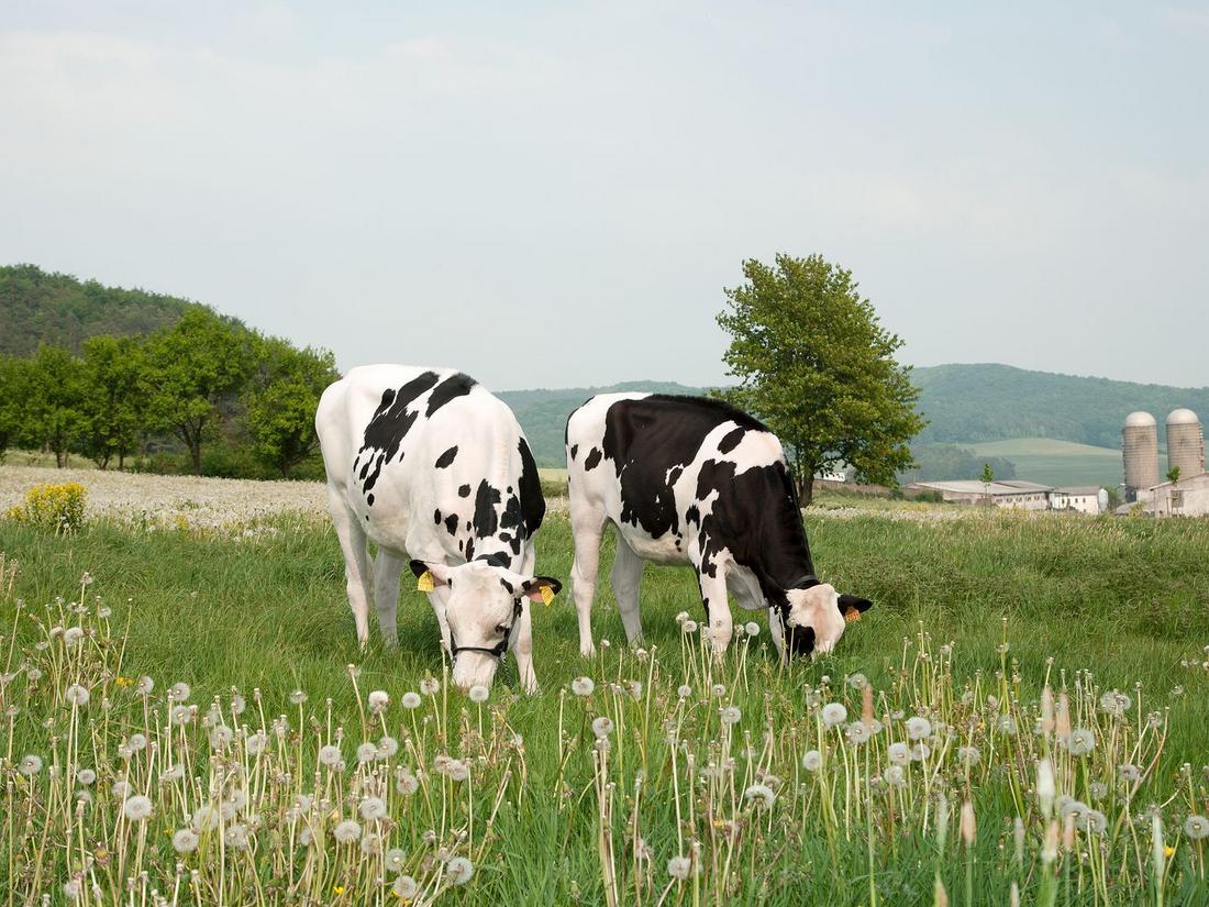 Milchkühe auf der Weide