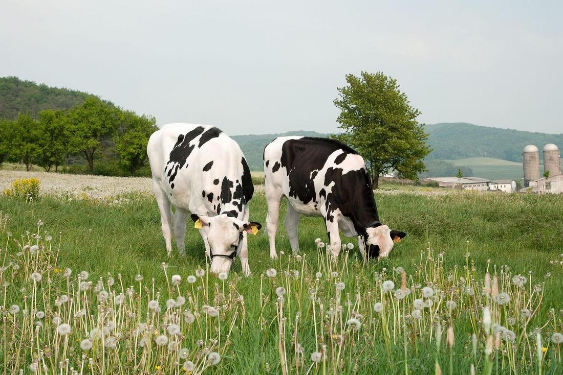 Milchkühe auf der Weide