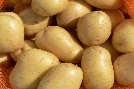Mehrere glatte, hellgelbe Kartoffeln in einem Netzsack.