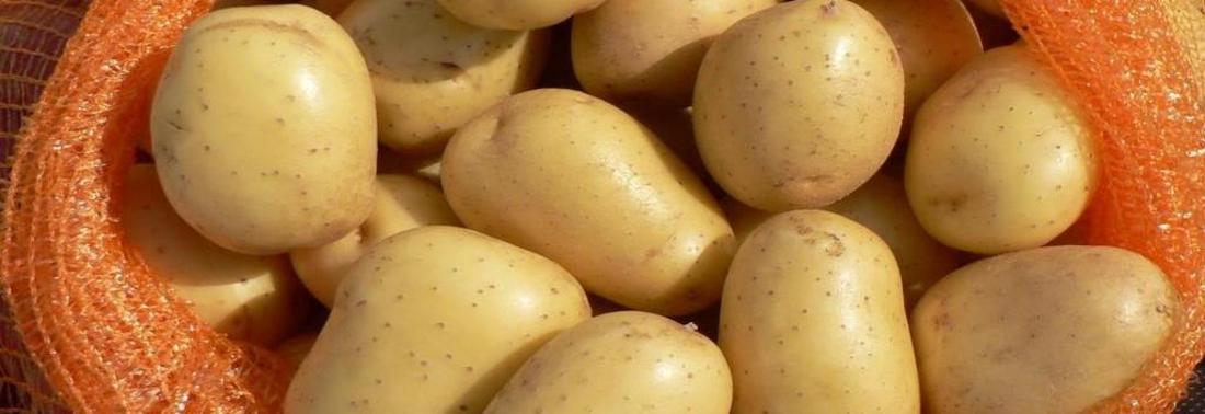 Mehrere glatte, hellgelbe Kartoffeln in einem Netzsack.