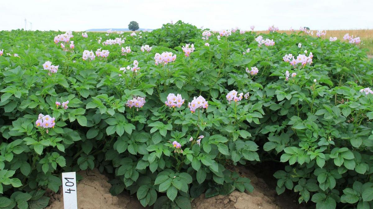 Kartoffelpflanzen mit violetten Blüten