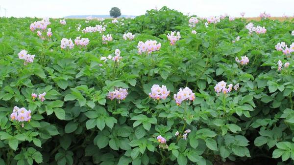 Kartoffelpflanzen mit violetten Blüten