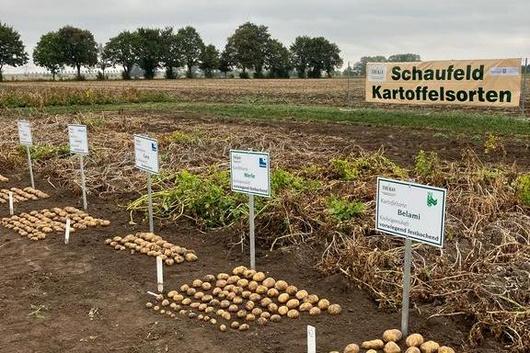 Schaufeld mit geernteten und ausgelegten Kartoffeln